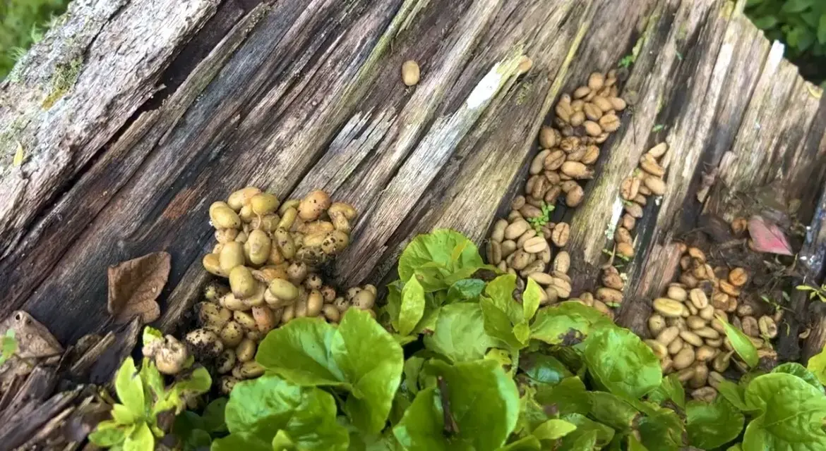 Guardians of Gayo: Preserving the Legacy of Wild Kopi Luwak Guardians of Gayo: Preserving the Legacy of Wild Kopi Luwak